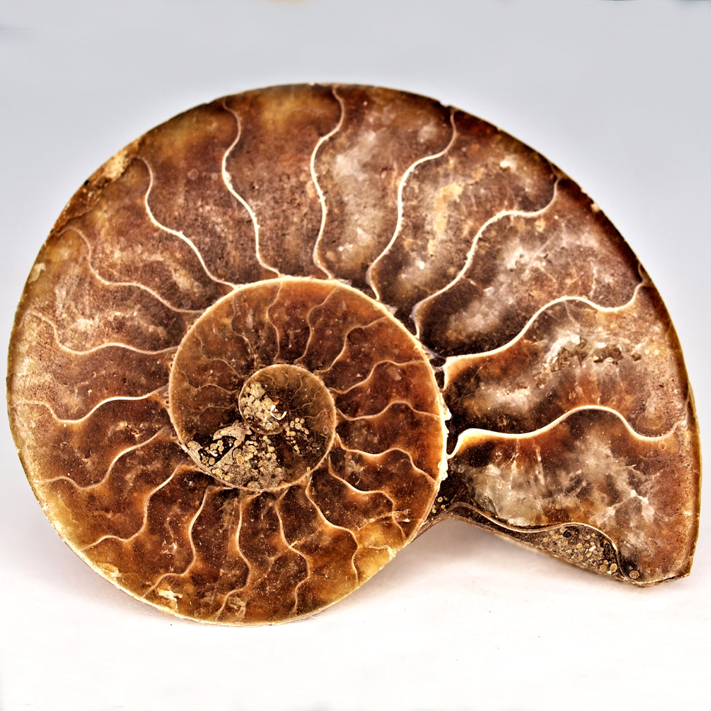 Minerals and Fossils